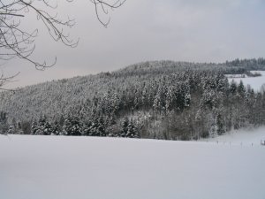 sapins